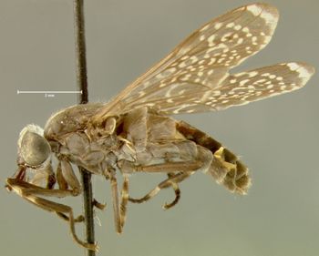 Media type: image;   Entomology 7515 Aspect: habitus lateral view